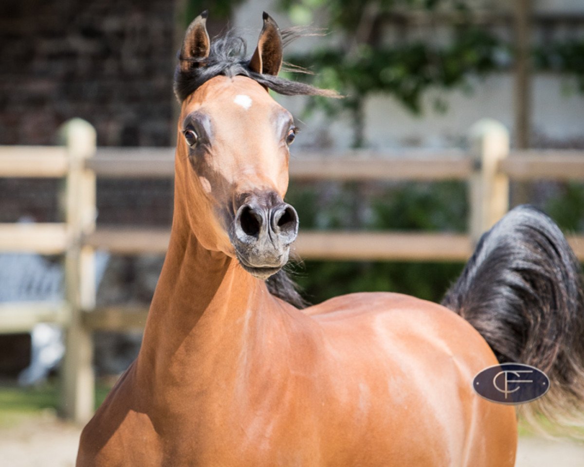 horse Moudeer el Nader CF ox (Arabian purebred, 2014, from Nader al Shaqab ox)