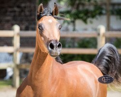 horse Moudeer el Nader CF ox (Arabian thoroughbred, 2014, from Nader al Shaqab ox)