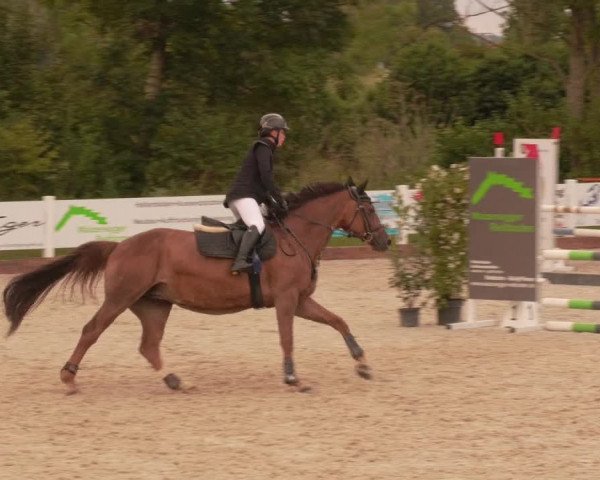 Reitturnier Öpfingen 2020
