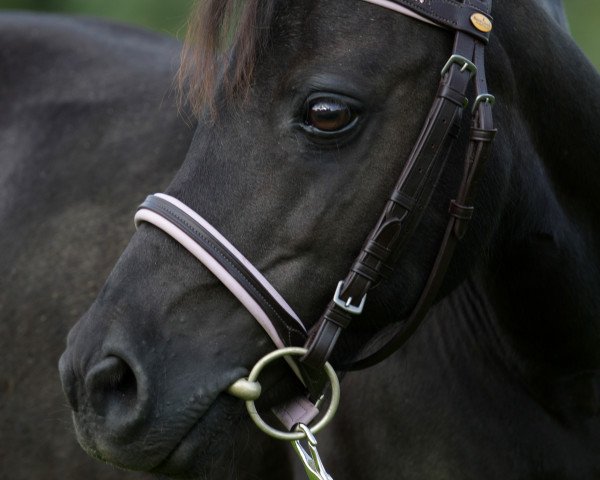 Pferd Jessy (Shetland Pony, 1990)