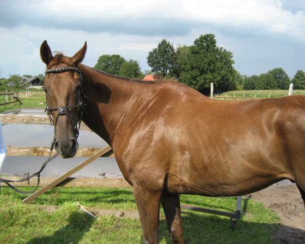 dressage horse Langata Spirit (Westphalian, 1999, from Langata Express xx)