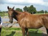 dressage horse Langata Spirit (Westphalian, 1999, from Langata Express xx)