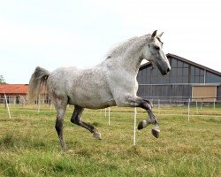 dressage horse Pedro 847 (unknown, 2002)