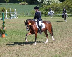 broodmare Carina (Welsh-Pony (Section B), 1992, from Tetworth Crimson Lake)