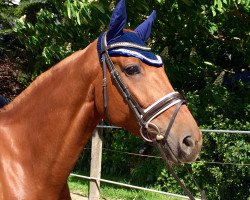 dressage horse Ranjana 6 (Hanoverian, 2006, from Robespierre)