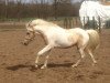 dressage horse Nerino 9 (Pony without race description, 2012, from Nerosh ibn Nero)