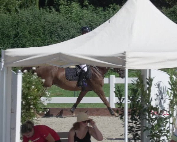 Reitturnier Öpfingen 2020