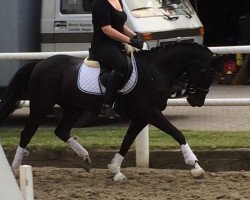 dressage horse Kleo (German Riding Pony, 2009, from Kennedy WE)