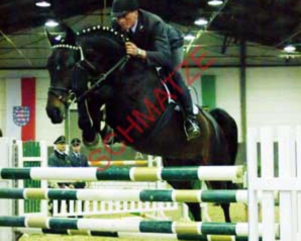 stallion Wolkenball (Hanoverian, 1997, from Wolkenstein II)