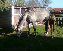 broodmare Eylina (German Warmblood, 2005, from Wolkenball)