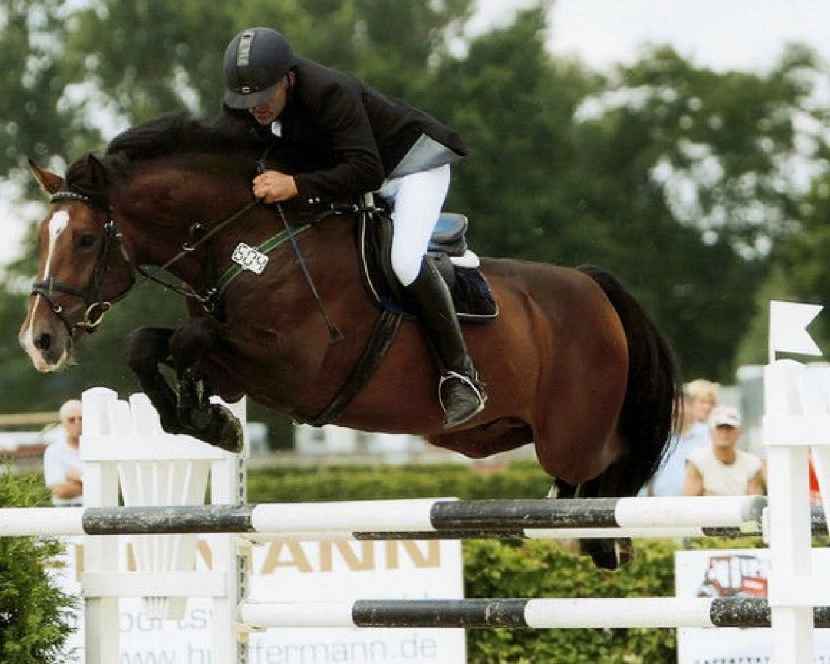stallion Cass-Quidam (Holsteiner, 2002, from Cassini I)