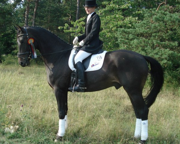 Pferd Leonardo 684 (Thüringer, 2002, von Latimer)
