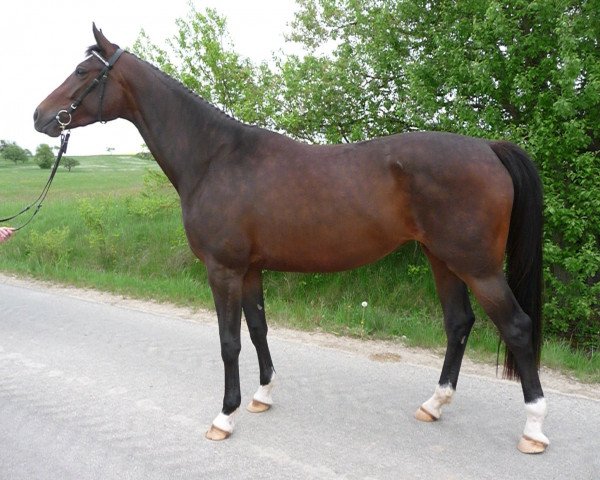 broodmare Piritta (German Sport Horse, 2006, from Quidam's Rubin)