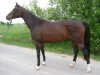 broodmare Piritta (German Sport Horse, 2006, from Quidam's Rubin)