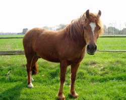 horse Max (Welsh-Cob (Sek. D), 1999, from Llanarth Mostyn Triton)