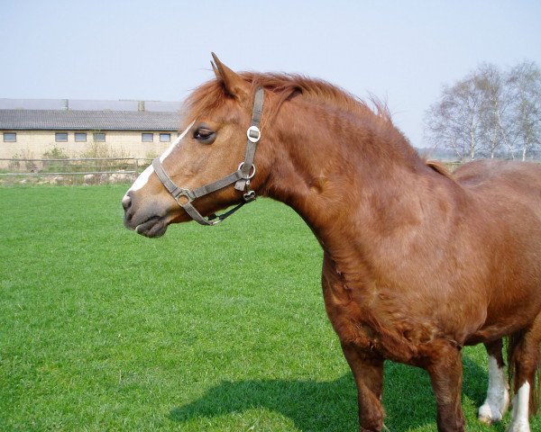 broodmare Shirlee (Welsh-Cob (Sek. D), 1993, from Ricardo)