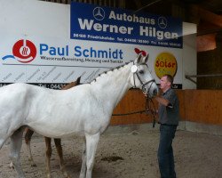 Zuchtstute Weissenas Fuers (Oldenburger, 2005, von Fürst Heinrich)