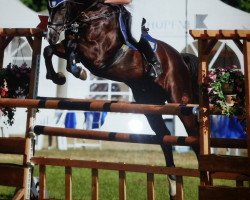 jumper Aladien (Hanoverian, 2001, from Amoroso Assai)