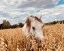 Pferd Kienbergs Remus (Welsh Pony (Sek.B), 2006, von Breeton Bric)