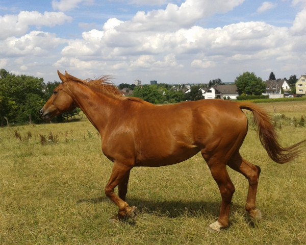 broodmare Viva Valana (Rhinelander, 1998, from Valano)