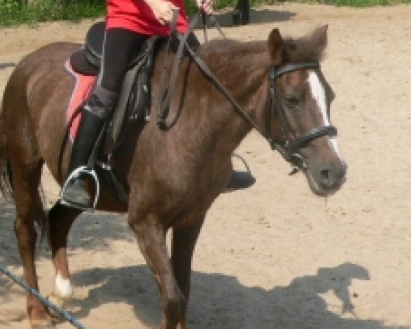 Zuchtstute Lesli (Deutsches Reitpony, 1990, von Navajo)