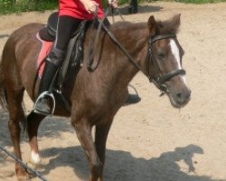 horse Lesli (Deutsches Reitpony, 1990, from Navajo)