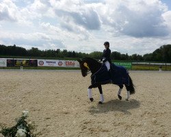 dressage horse Monbijou de Lully (Swiss Warmblood, 2002, from Mr.G)