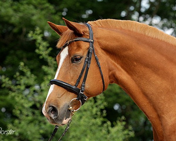 broodmare Calina (Oldenburg, 1994, from Alabaster)