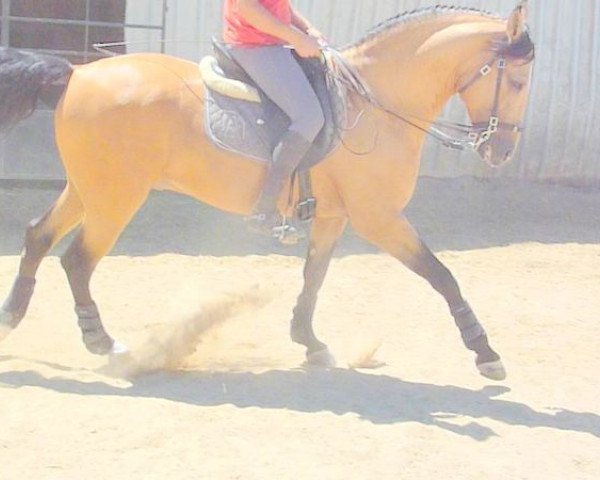 horse Lusissimo (Lusitano, 2010)