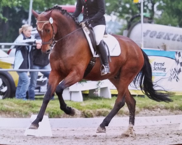 dressage horse Sammy de Luxe H (Westphalian, 2010, from Sunday)