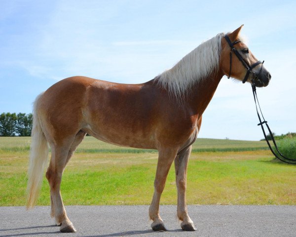 Zuchtstute Sunny (Haflinger, 2009)