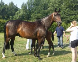 Zuchtstute First Choice (Westfale, 2007, von Flovino)