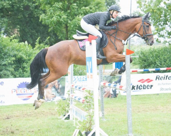 Zuchtstute St. Jellema (Hessisches Warmblut, 2004, von St Almund HB II)