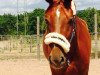 dressage horse Barahn 2 (Oldenburg, 2010, from Belissimo NRW)