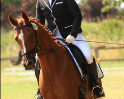 dressage horse Unico (Trakehner, 2008, from Pamir ox)