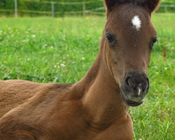 horse Rani el Amal bint Rumaadi (Arabian thoroughbred, 2015, from Ebony-Rumaadi ox)