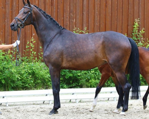 broodmare Rosandra I (Oldenburg, 2008, from Ron Rubin)