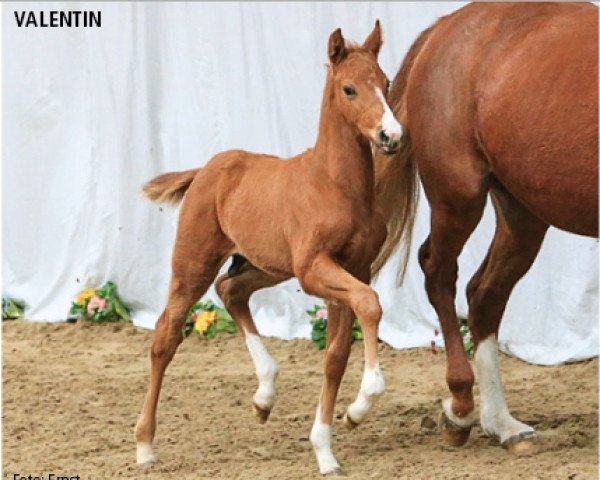 dressage horse Valentin (Hanoverian, 2015, from Vivaldi)