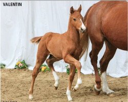 dressage horse Valentin (Hanoverian, 2015, from Vivaldi)