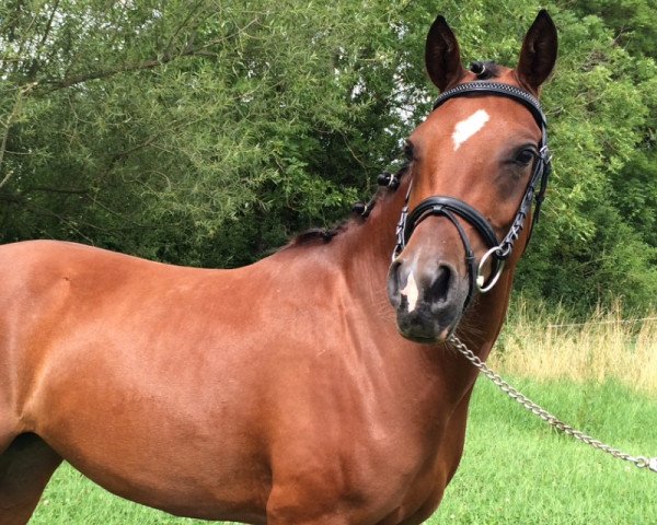 broodmare Daisy (Rhinelander, 2011, from Dance Star AT)