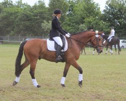 dressage horse Carino 582 (Holsteiner, 2007, from Carinjo)