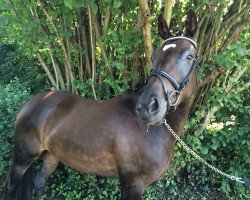 Zuchtstute Pearcy's Princess (Deutsches Reitpony, 2010, von FS Pearcy Pearson)