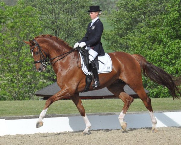 dressage horse Donares (Hanoverian, 2005, from Don Frederico)