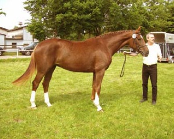 broodmare Drogida (Hanoverian, 2005, from De Niro)