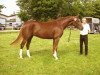 broodmare Drogida (Hanoverian, 2005, from De Niro)