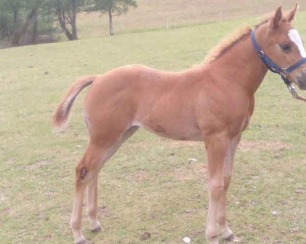 broodmare BC Hollywood Flame (Haflinger, 2015, from Studienrat)