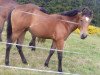 Deckhengst Topwhizlenasanpepper (Quarter Horse, 2014, von Storm Warning Whiz)