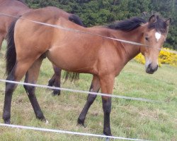 Dressurpferd TOPWHIZLENASANPEPPER (Quarter Horse, 2014, von Storm Warning Whiz)