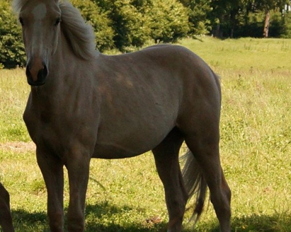 Pferd Moelleaaens Golden Orion (Palomino, 2014, von Opál)