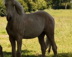 horse Moelleaaens Golden Orion (Palomino, 2014, from Opál)